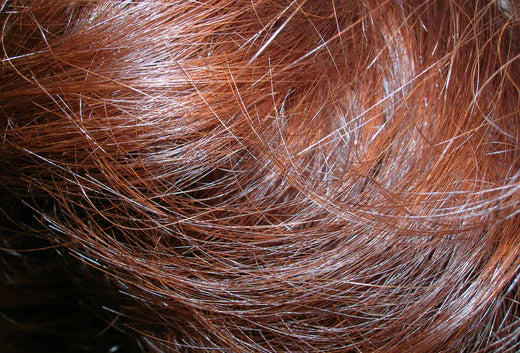 Hair Follicles Explained